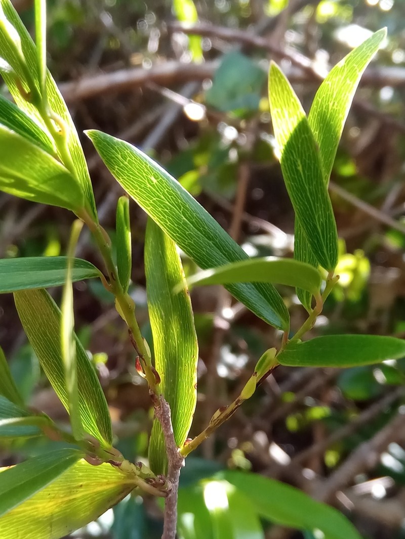 Ludia dracaenoides photo 5