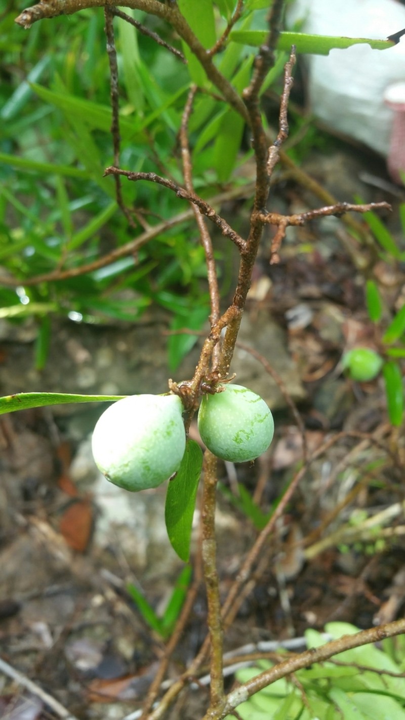 Ludia dracaenoides photo 6