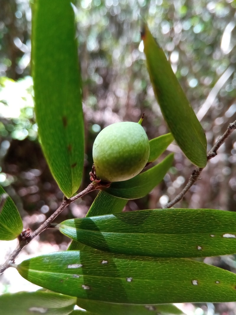 Ludia dracaenoides photo 7