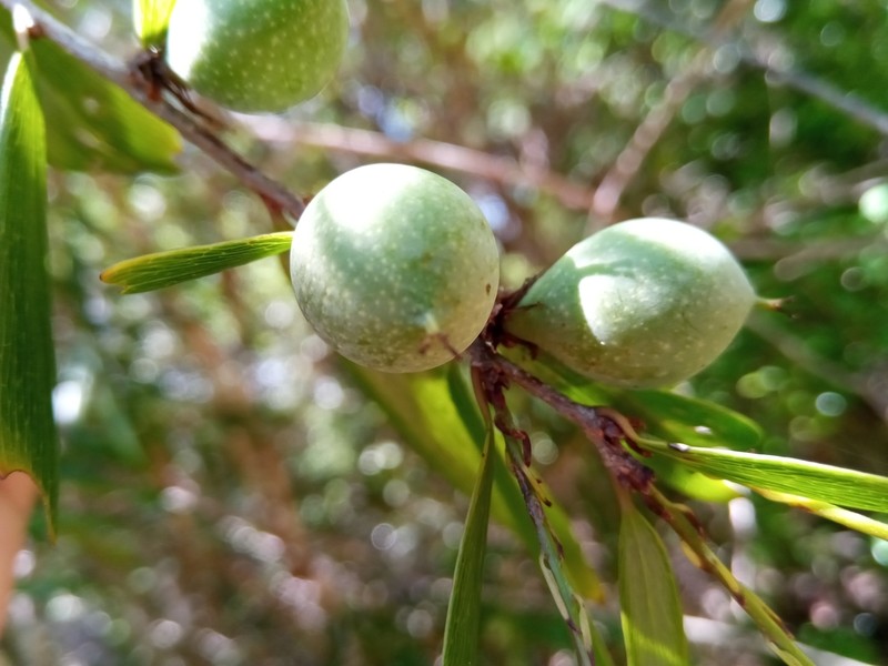 Ludia dracaenoides photo 8