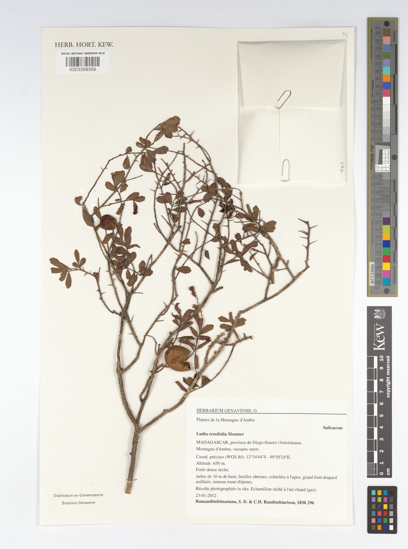 Ludia erosifolia