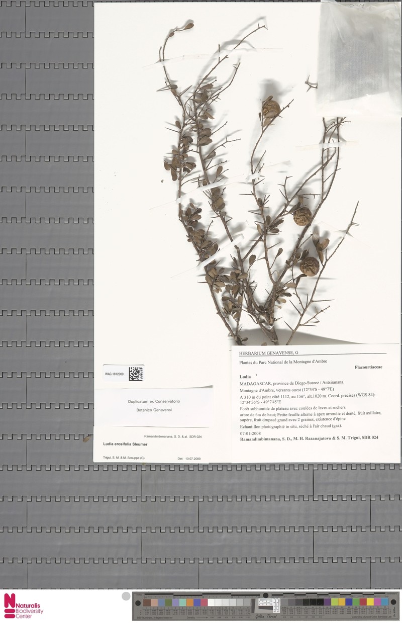 Ludia erosifolia photo 2