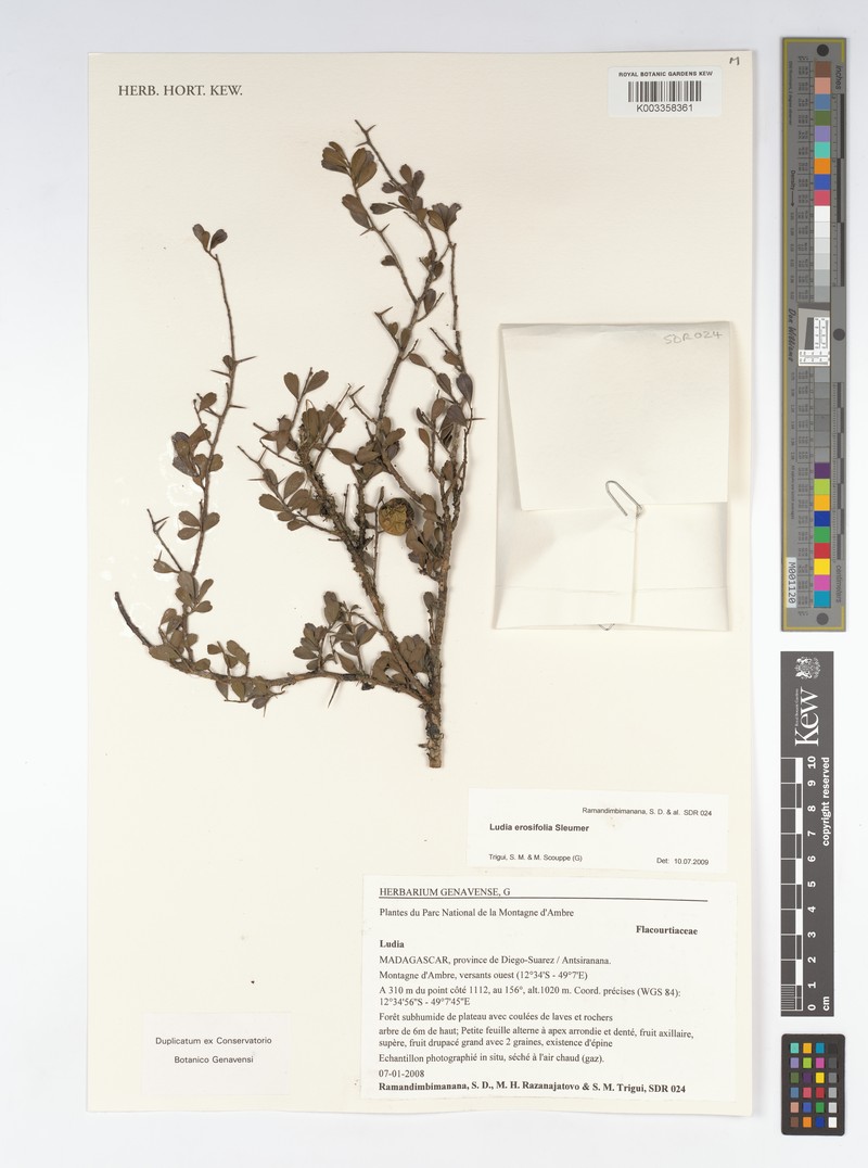 Ludia erosifolia photo 3