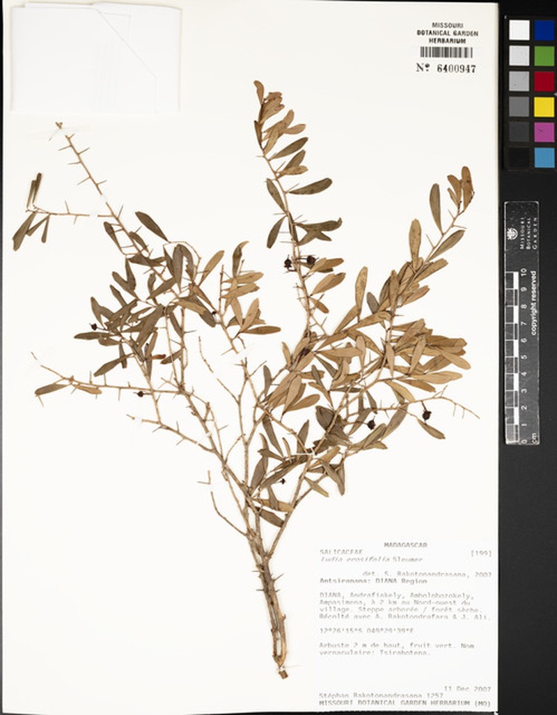 Ludia erosifolia photo 4