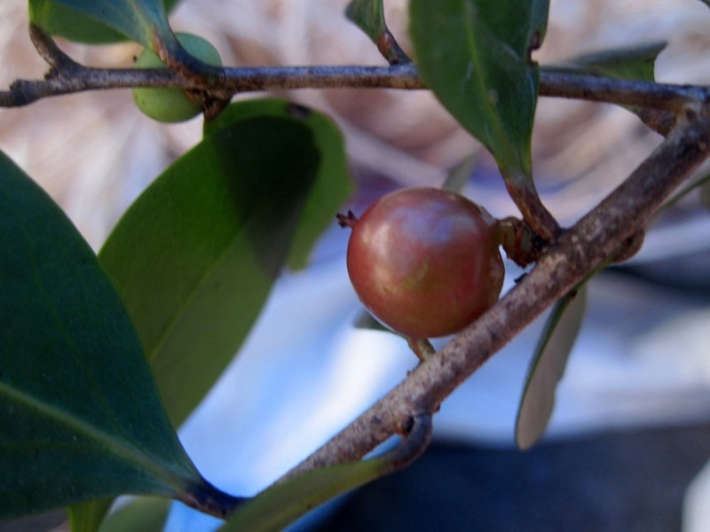 Ludia glaucocarpa