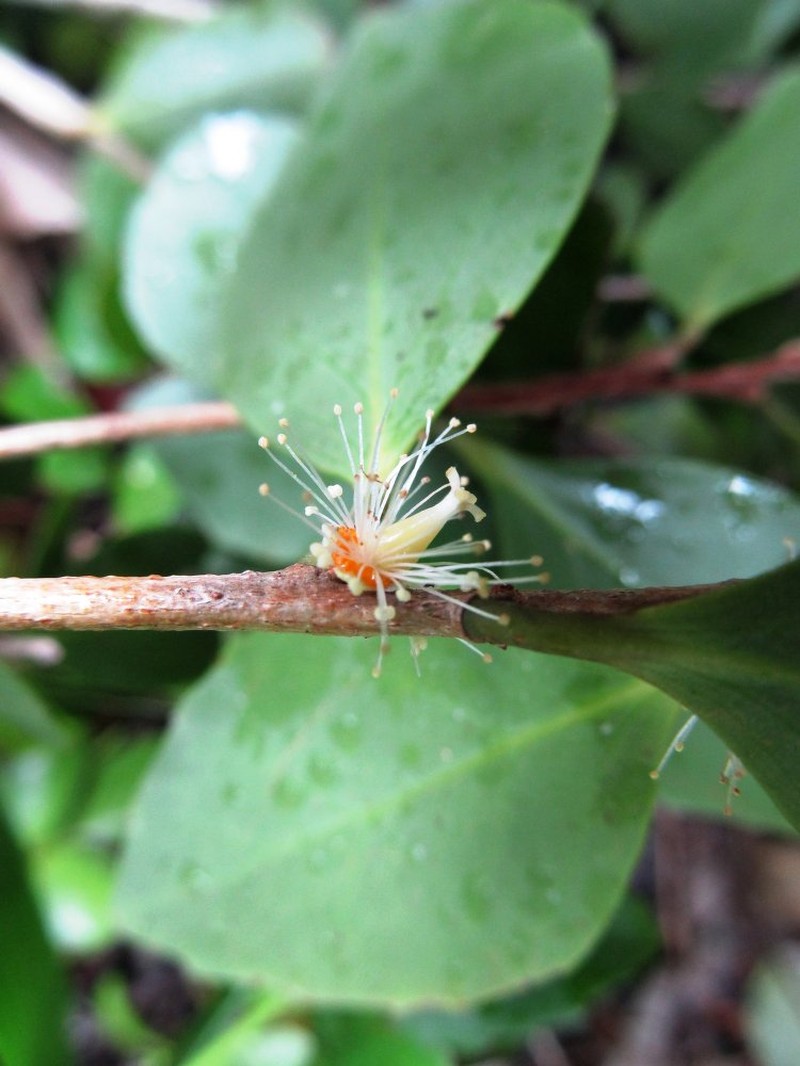Ludia glaucocarpa photo 2