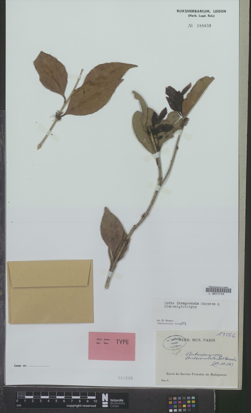 Ludia ikongoensis photo 4