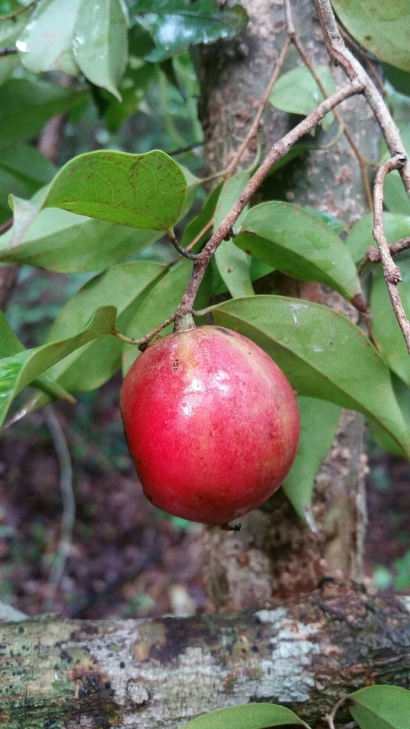 Ludia leandriana