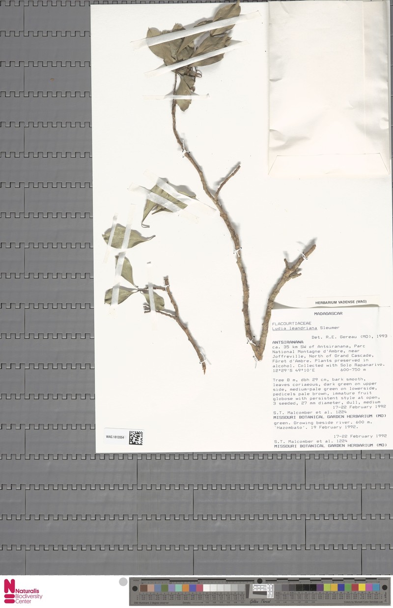 Ludia leandriana photo 5