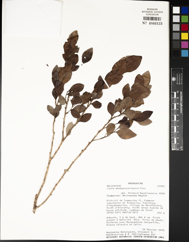 Ludia madagascariensis