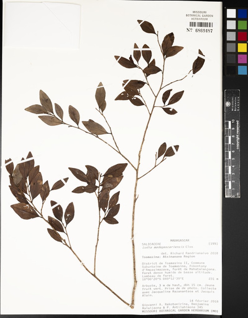 Ludia madagascariensis photo 2