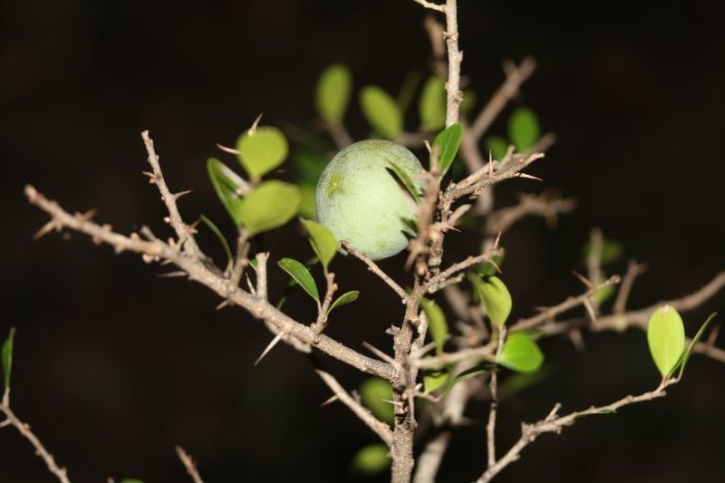 Ludia madagascariensis photo 3