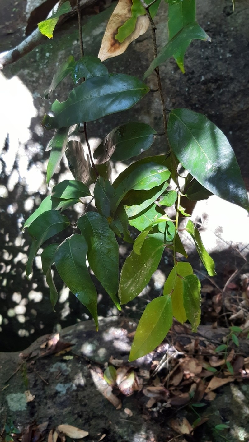 Ludia mauritiana