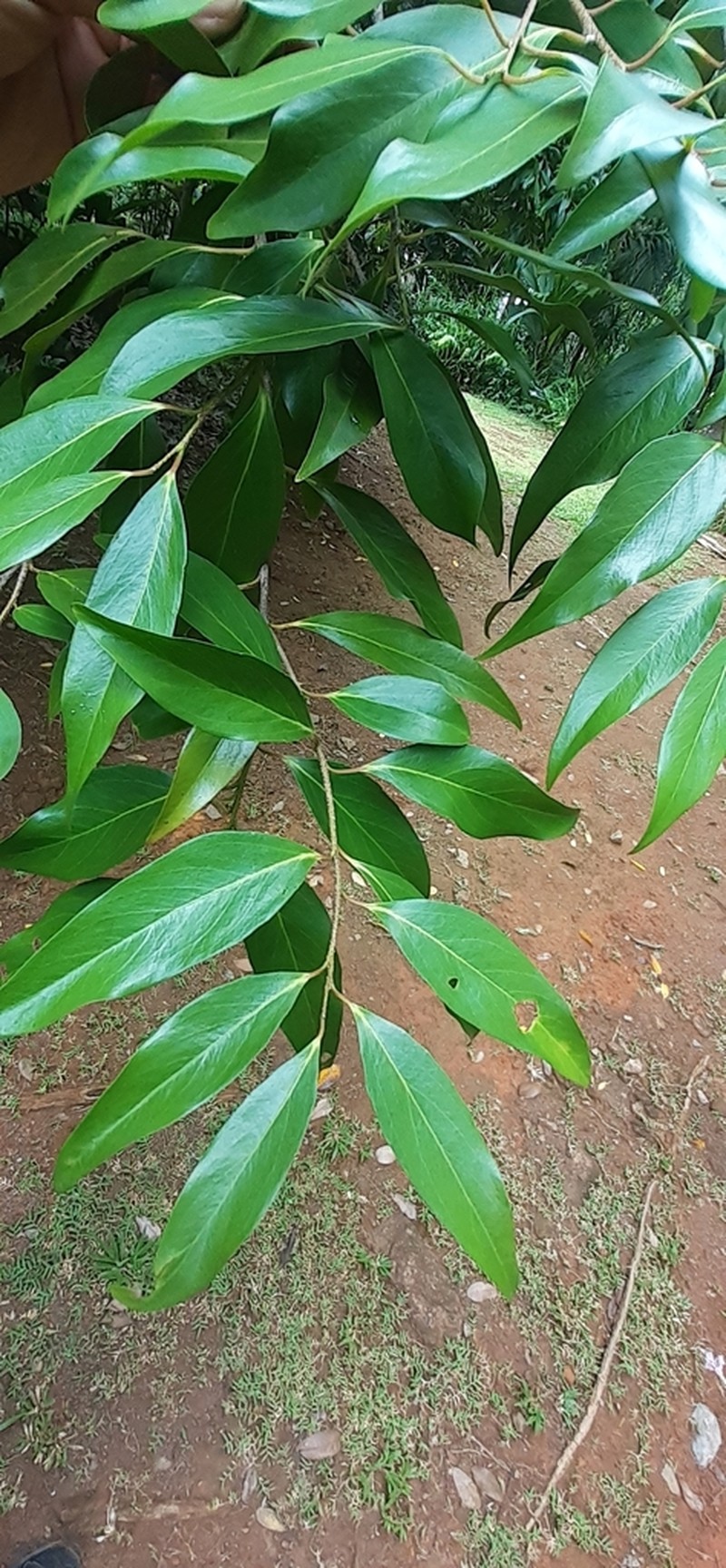Ludia mauritiana photo 2