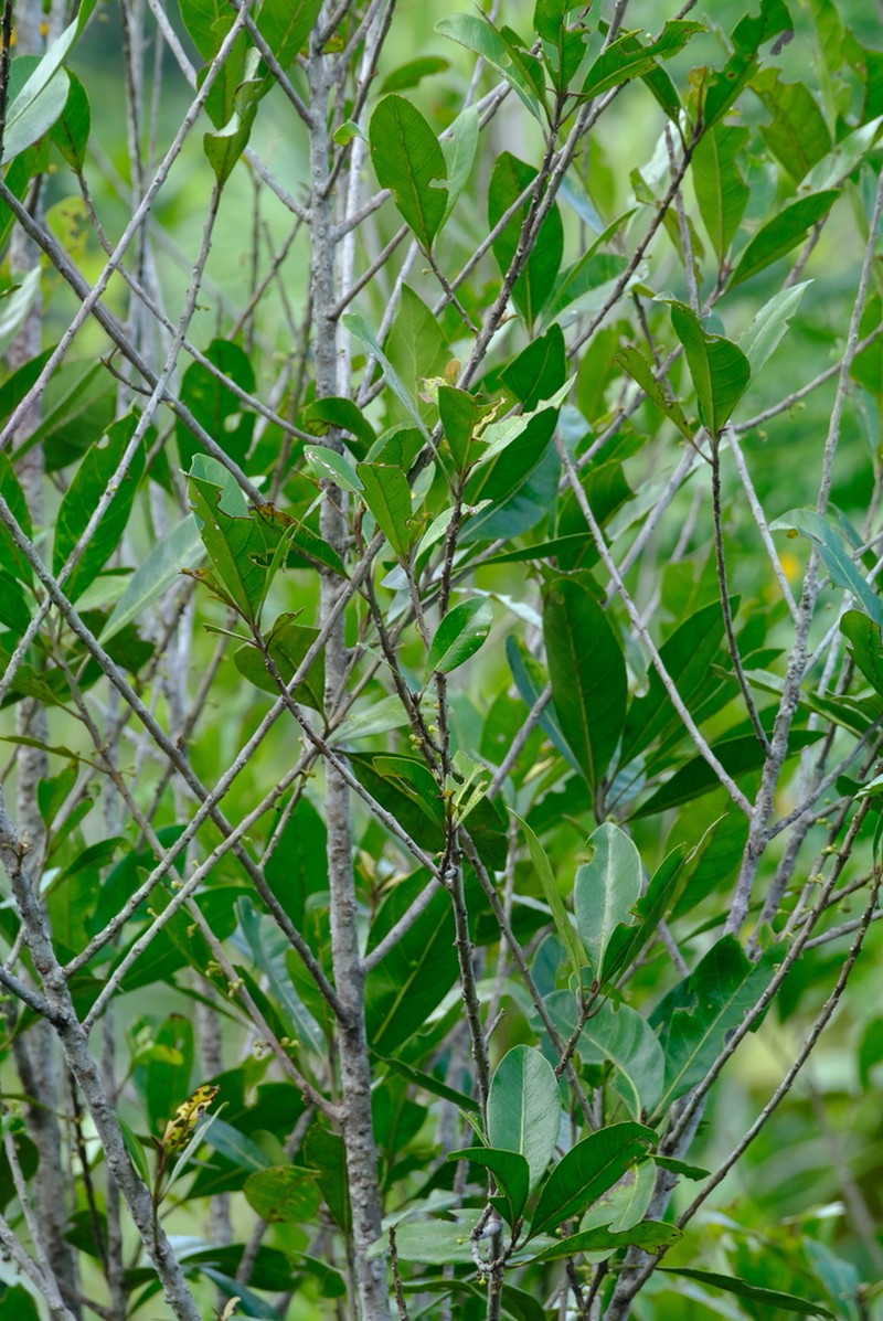 Ludia mauritiana photo 3