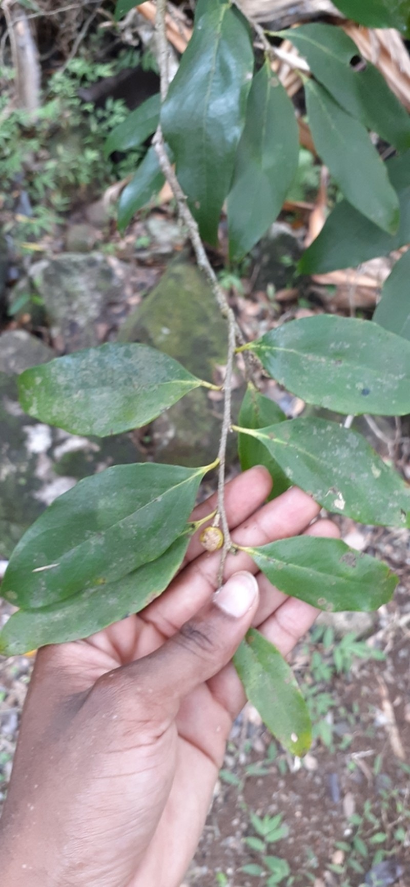 Ludia mauritiana photo 4