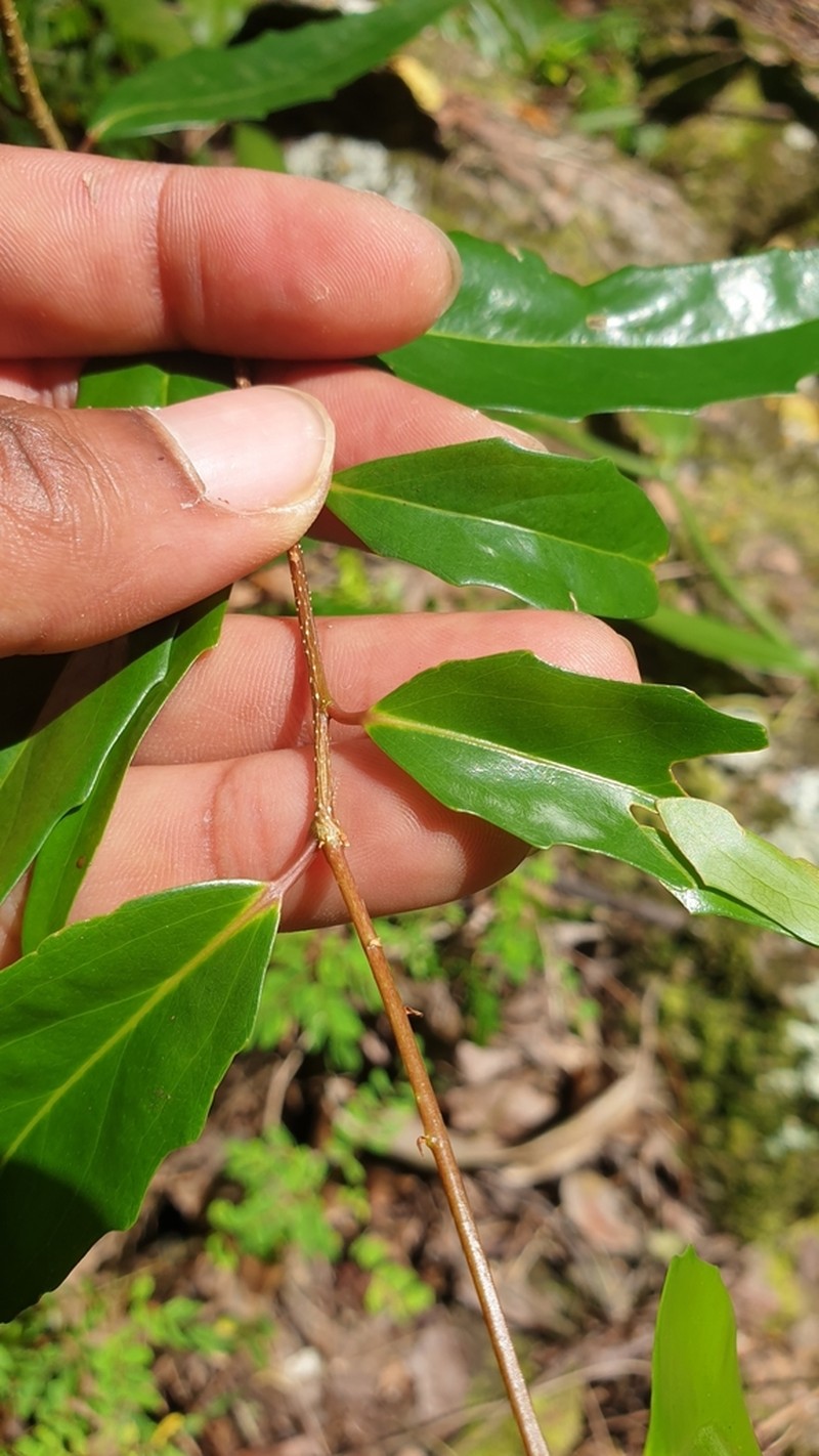 Ludia mauritiana photo 5
