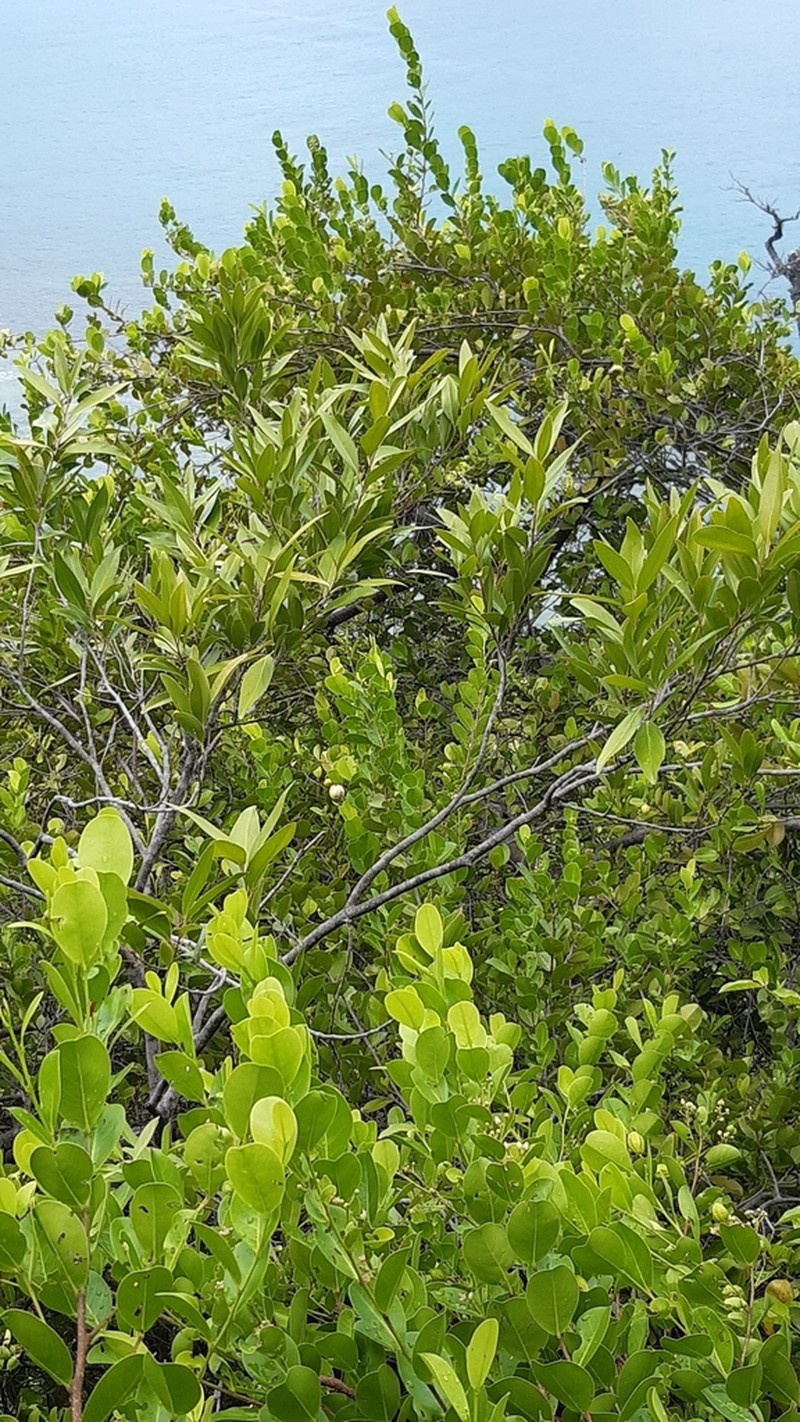Ludia mauritiana photo 6
