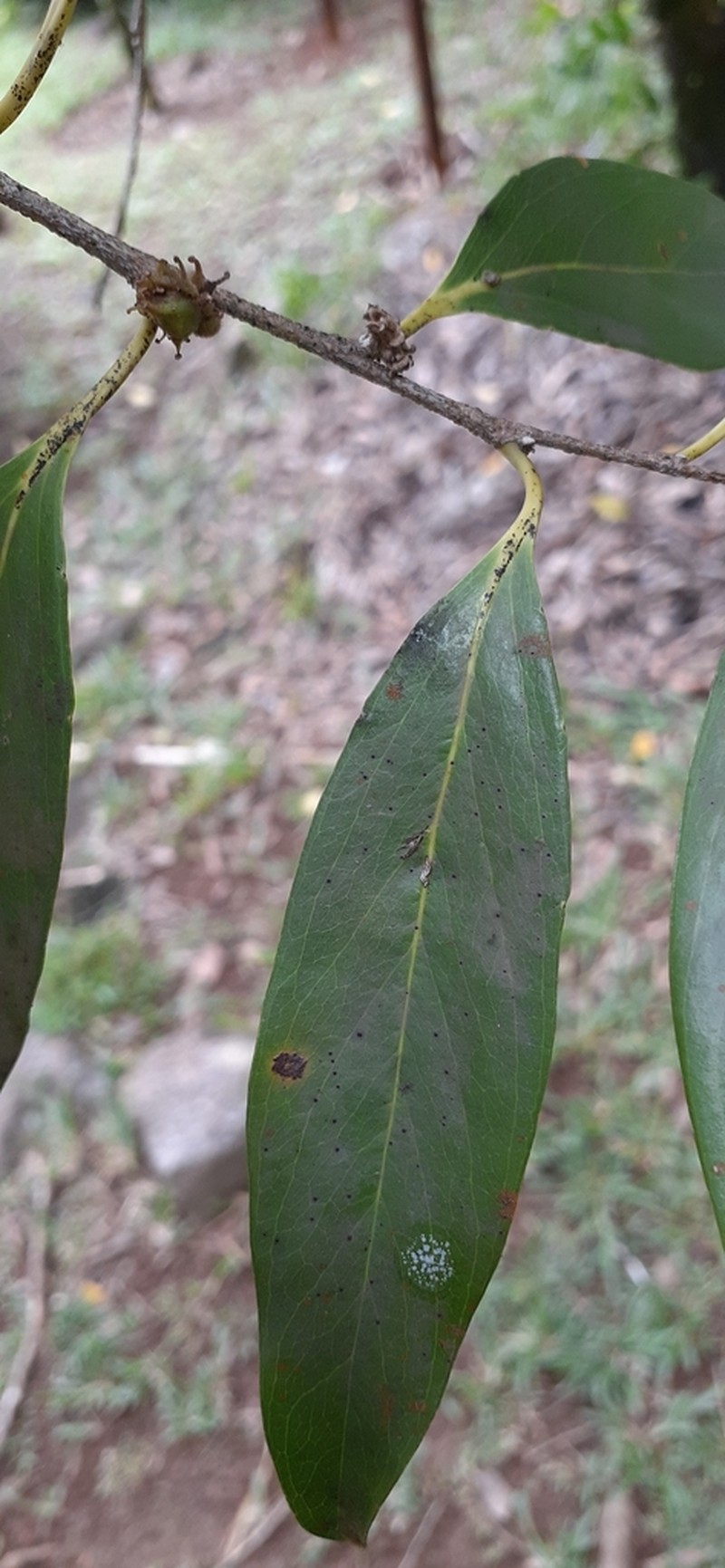 Ludia mauritiana photo 7