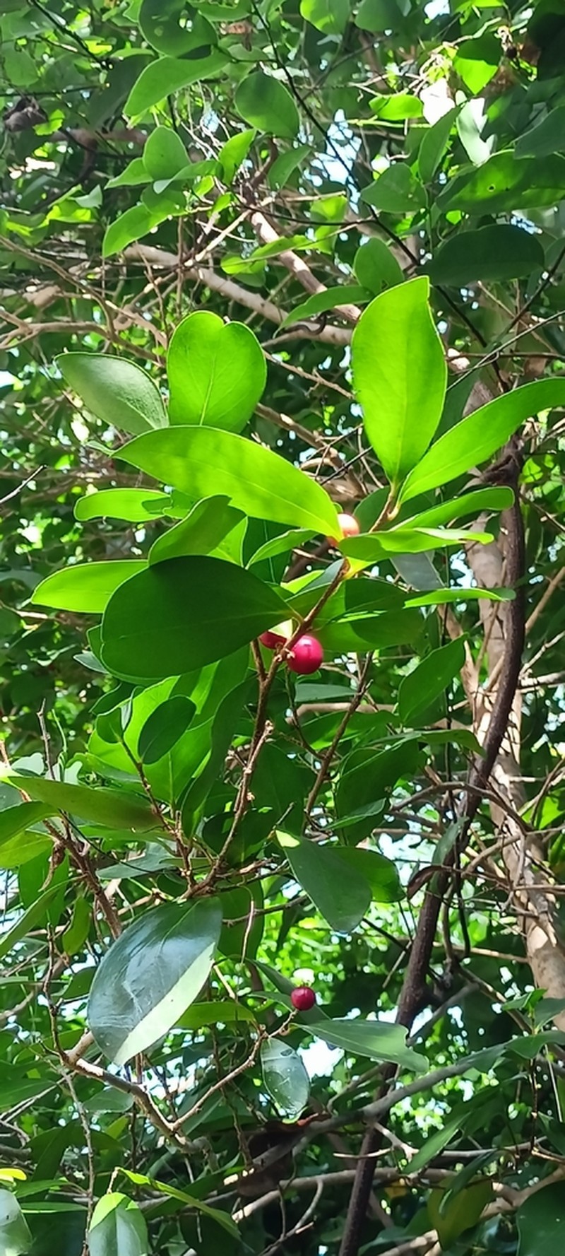 Ludia mauritiana photo 8