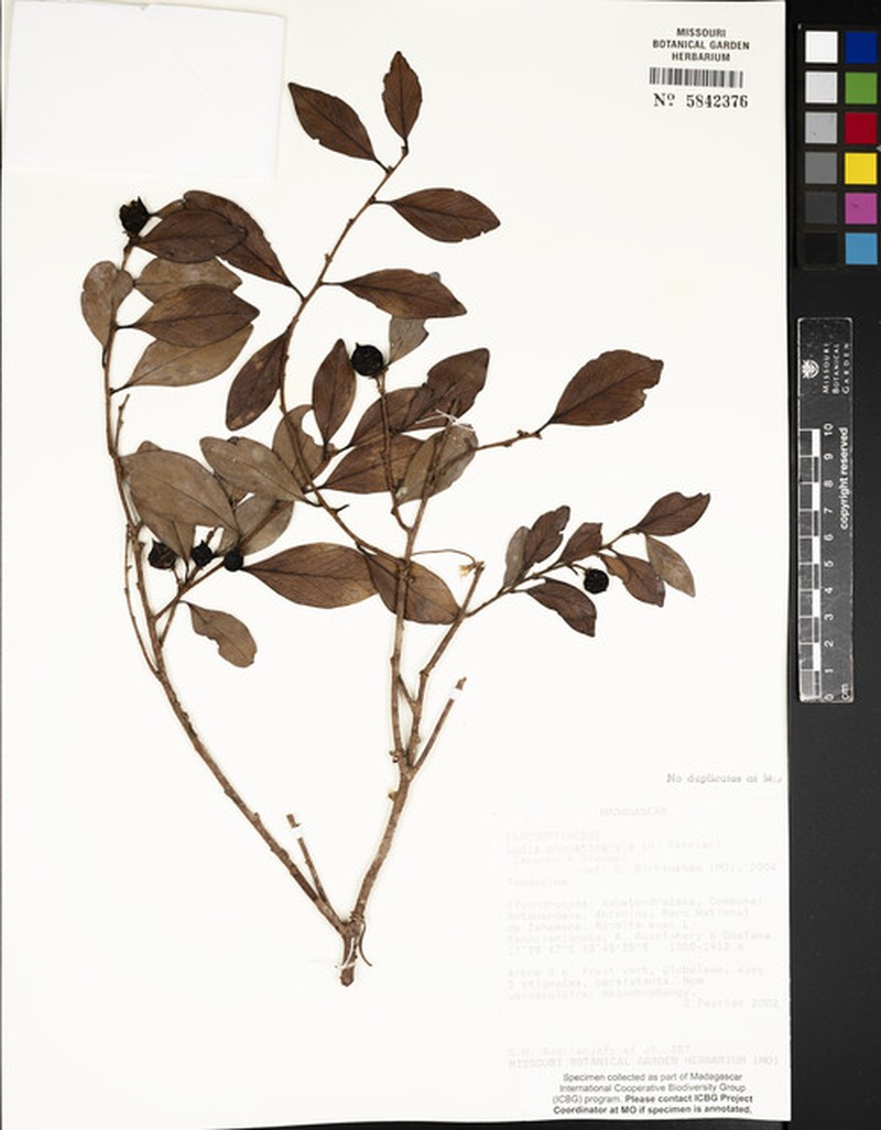 Ludia pachyadenia