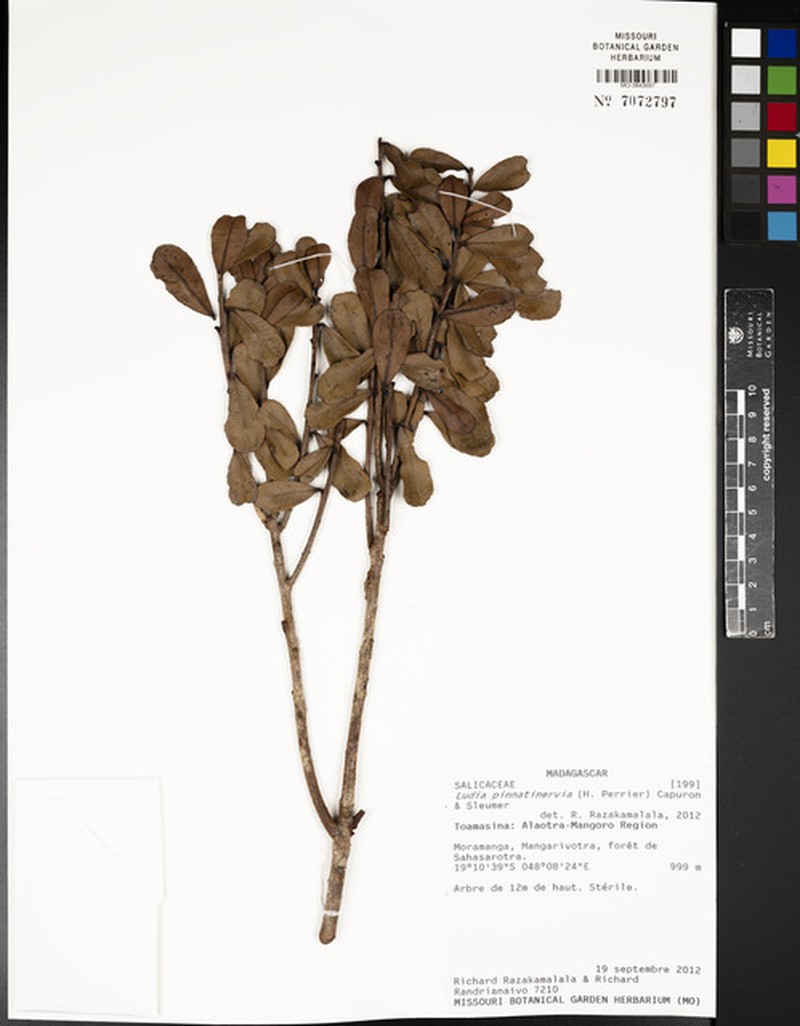 Ludia pinnatinervia