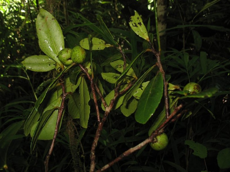 Ludia pinnatinervia photo 2