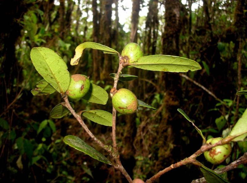 Ludia pinnatinervia photo 3