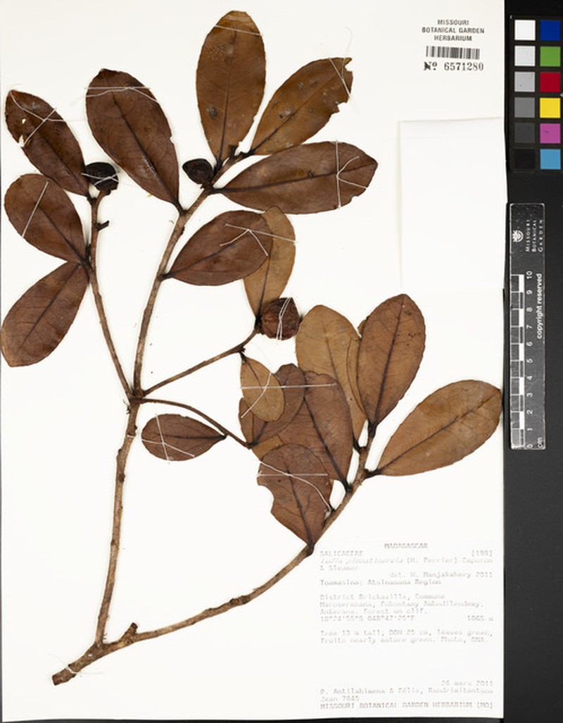 Ludia pinnatinervia photo 4