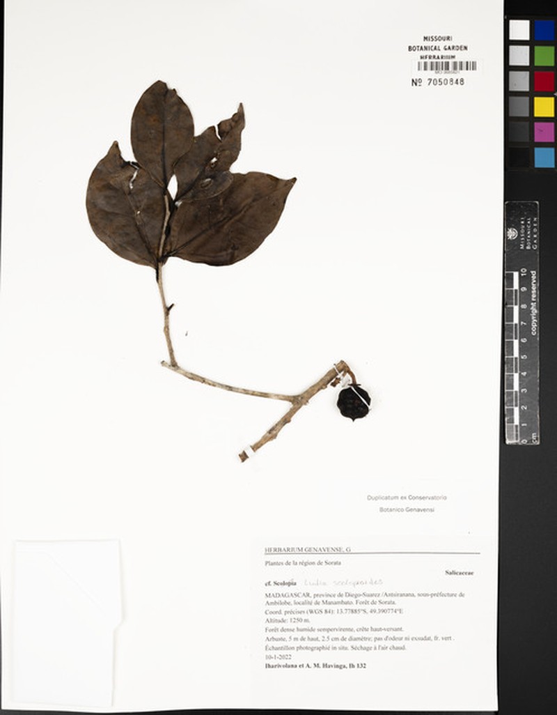 Ludia scolopioides photo 2