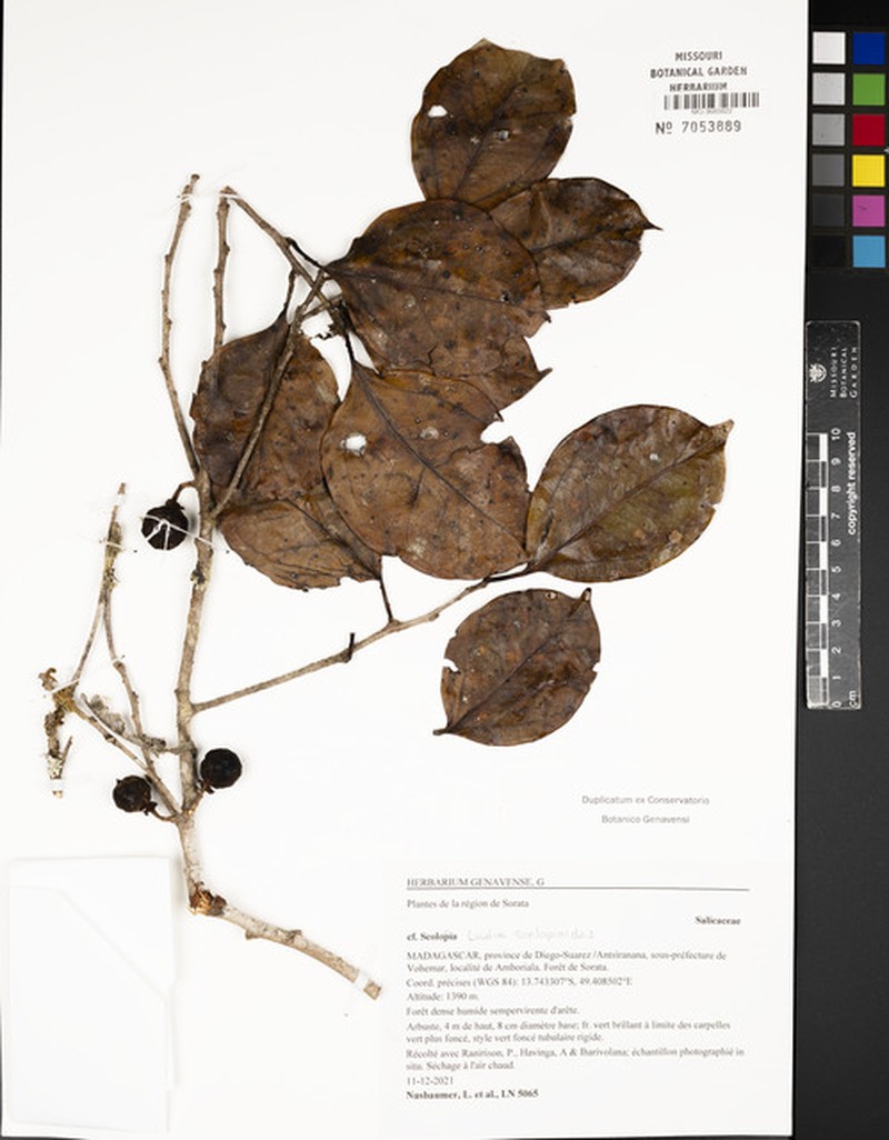 Ludia scolopioides photo 3