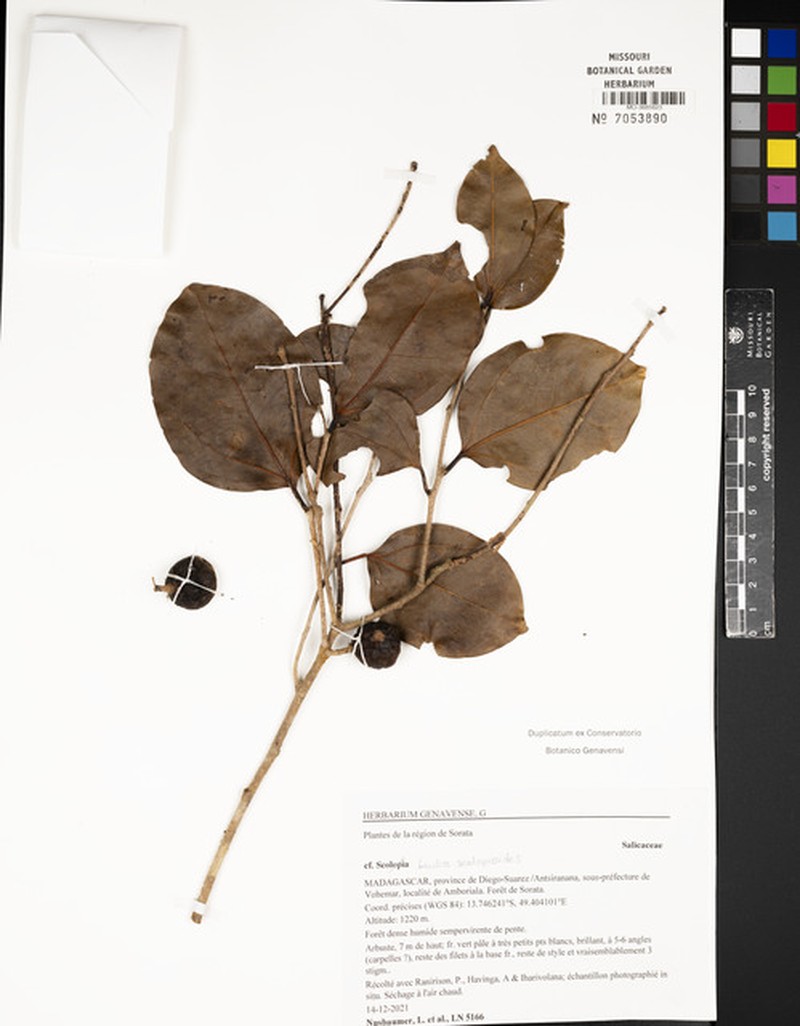Ludia scolopioides photo 4