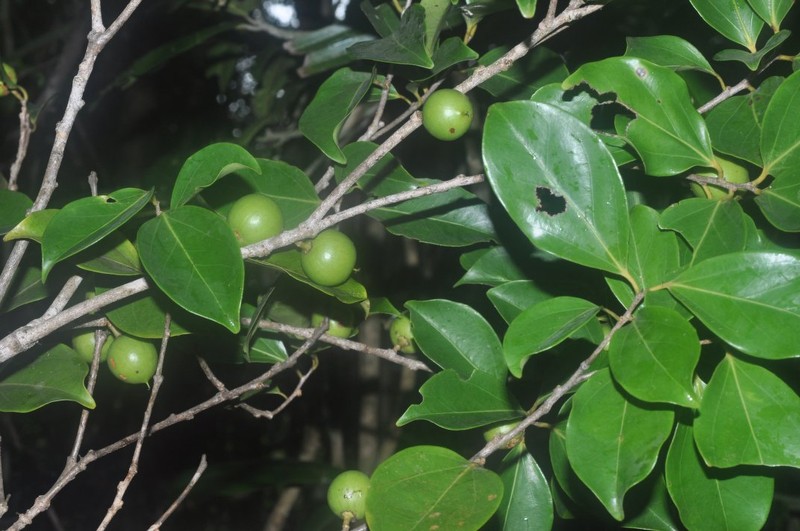 Ludia scolopioides photo 5