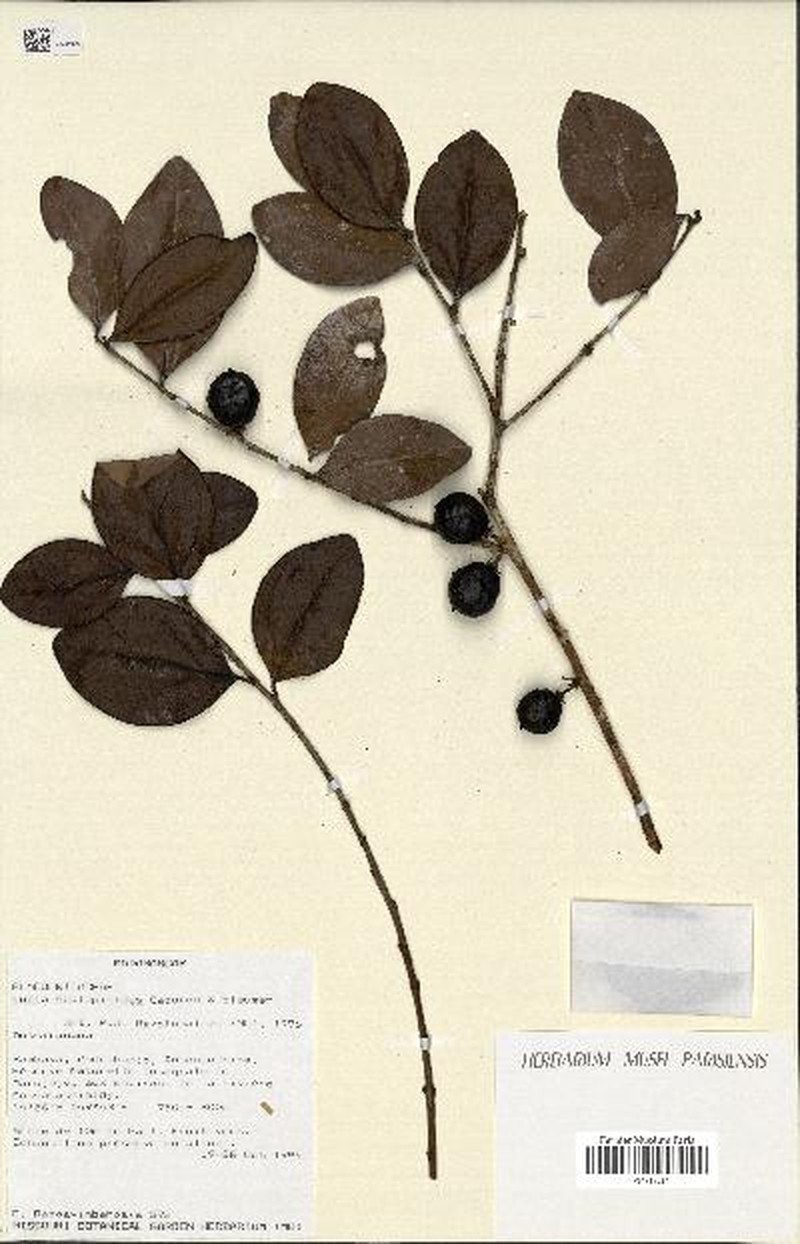 Ludia scolopioides