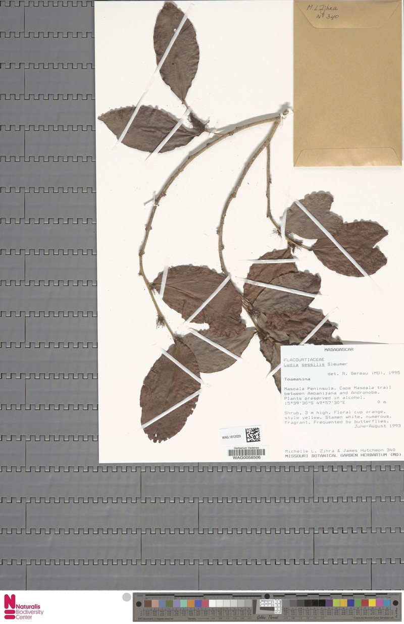 Ludia sessilis