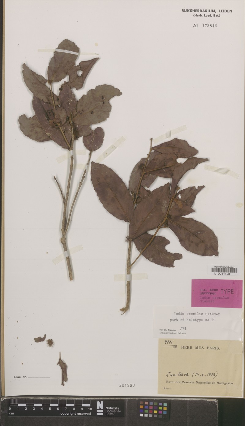 Ludia sessilis photo 2