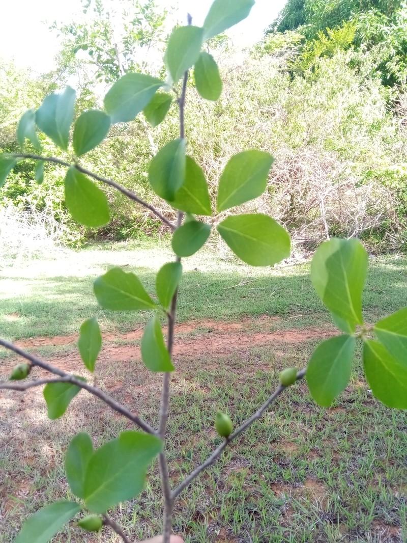 Ludia suarezensis