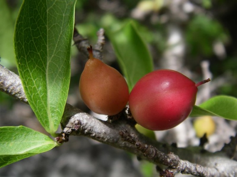 Ludia suarezensis photo 3