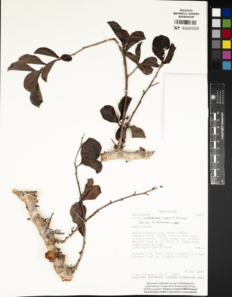 Ludia suarezensis photo 4