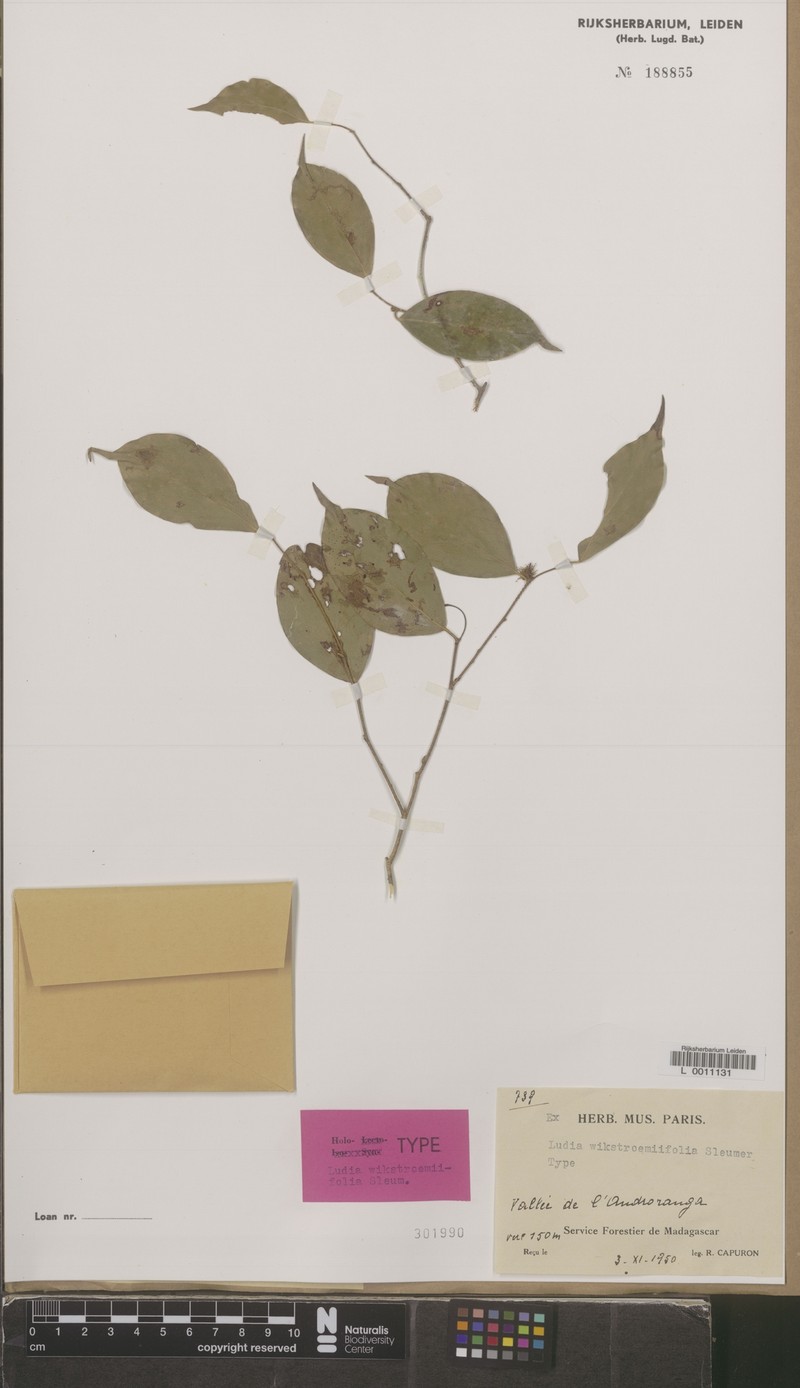 Ludia wikstroemiifolia