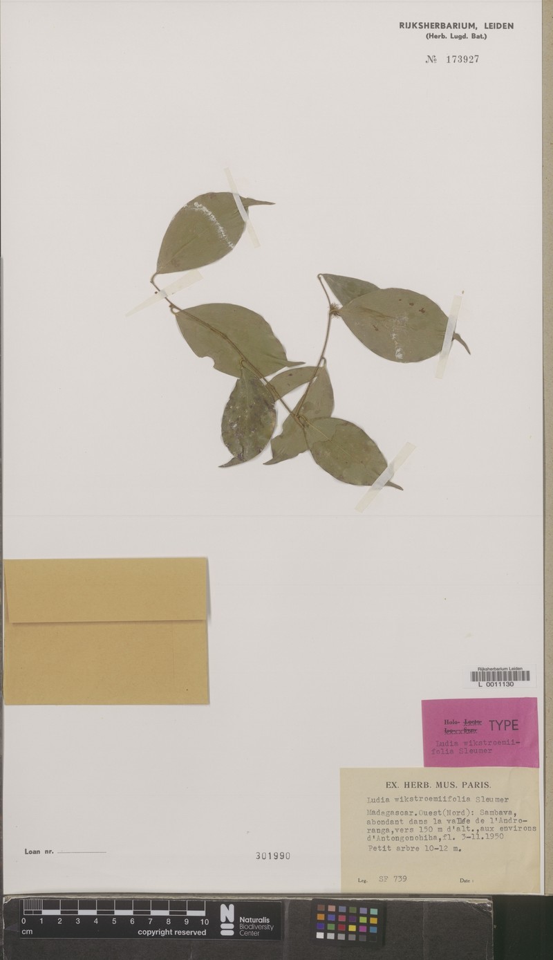 Ludia wikstroemiifolia photo 2