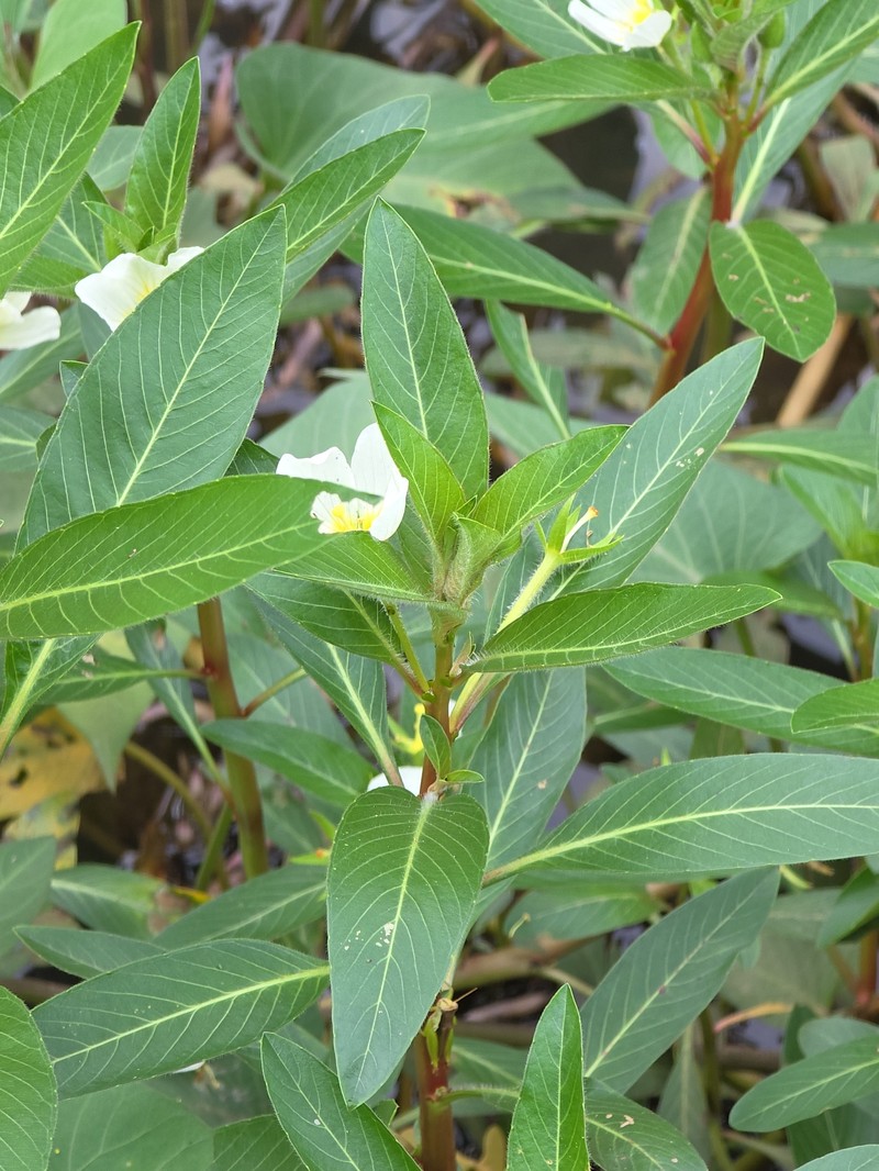 Ludwigia adscendens subsp. adscendens