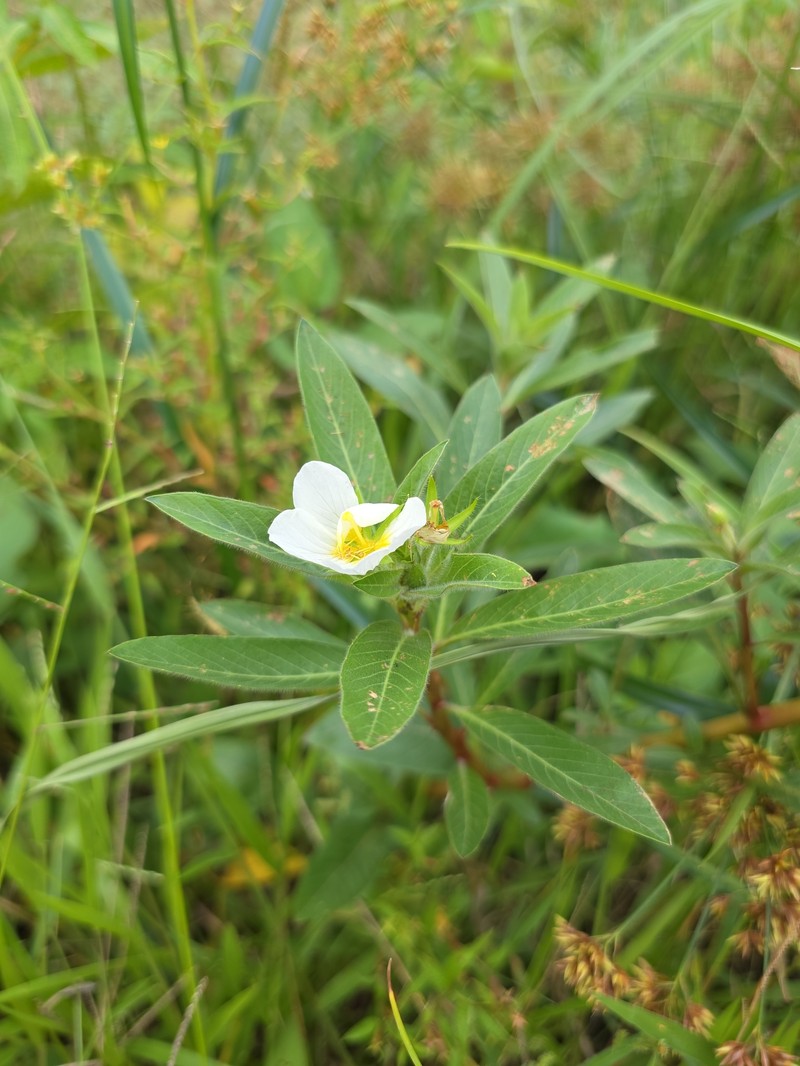 Ludwigia adscendens subsp. adscendens photo 2
