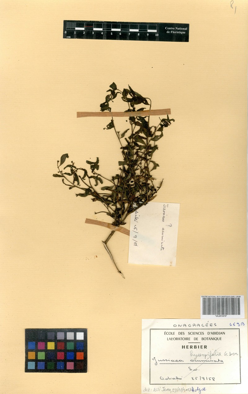 Ludwigia adscendens subsp. adscendens photo 3