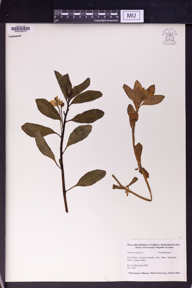 Ludwigia adscendens subsp. adscendens photo 4