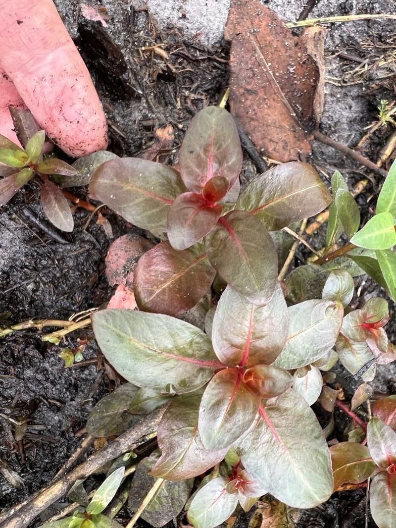 Winged Primrose-Willow photo 5