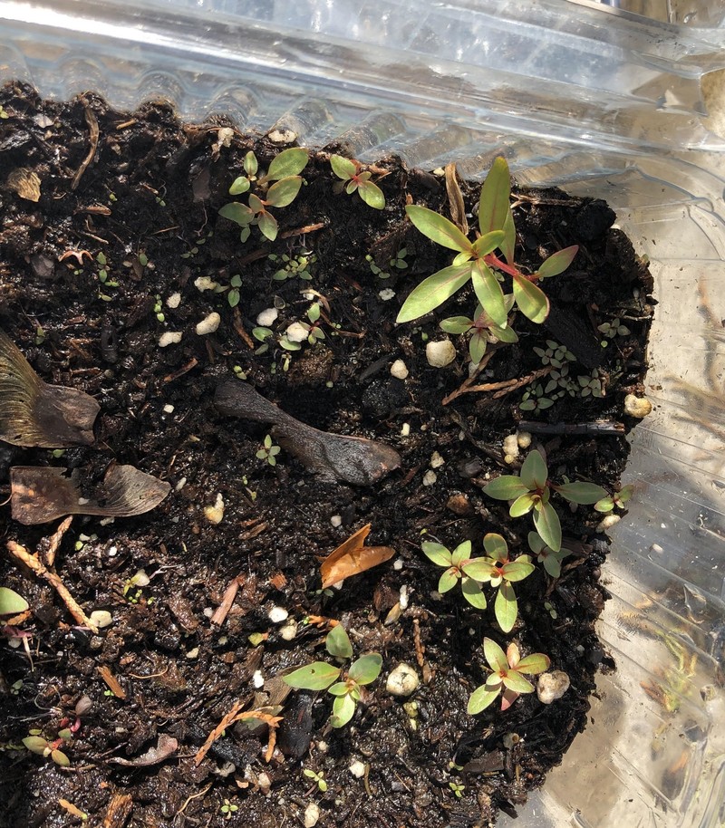 Seedbox photo 2