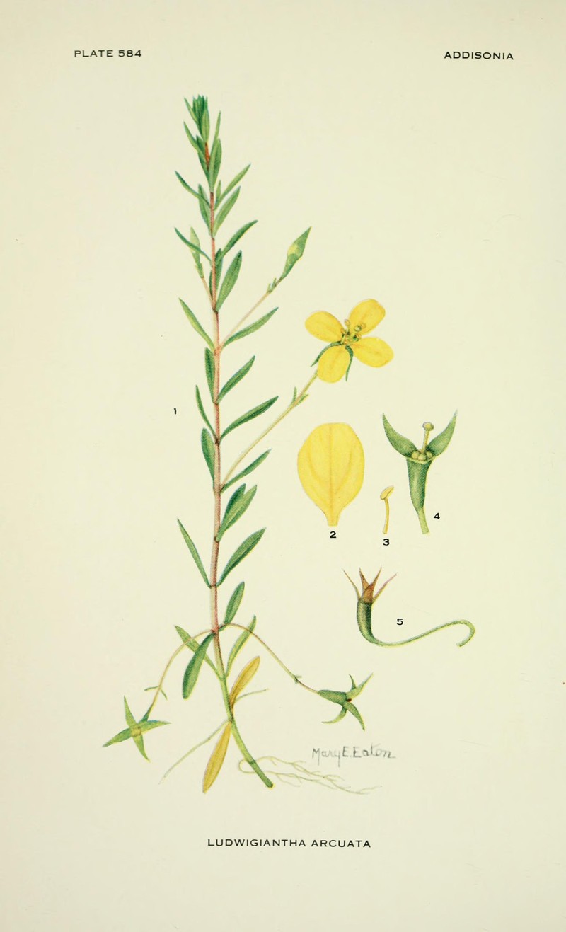Piedmont Primrose-Willow photo 2
