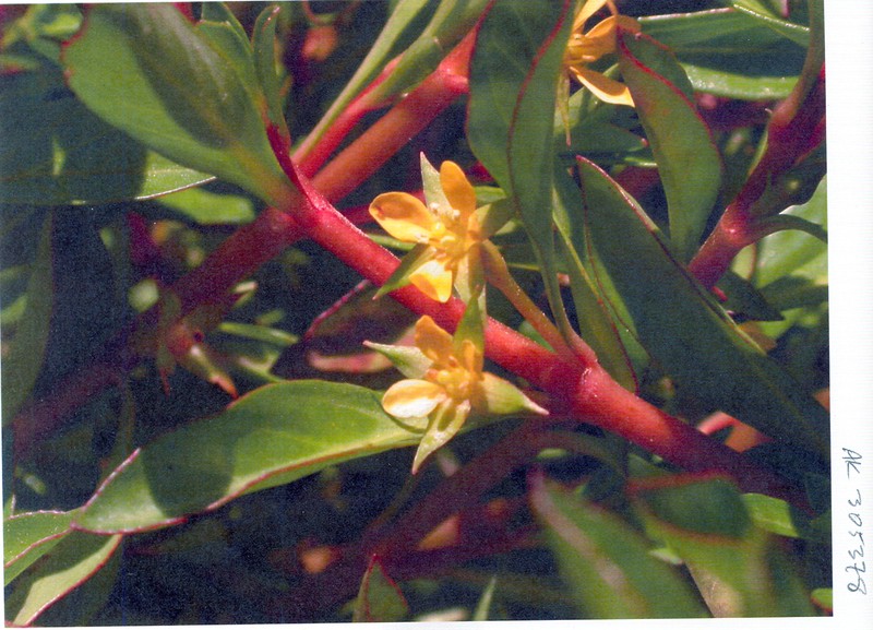 Piedmont Primrose-Willow photo 4