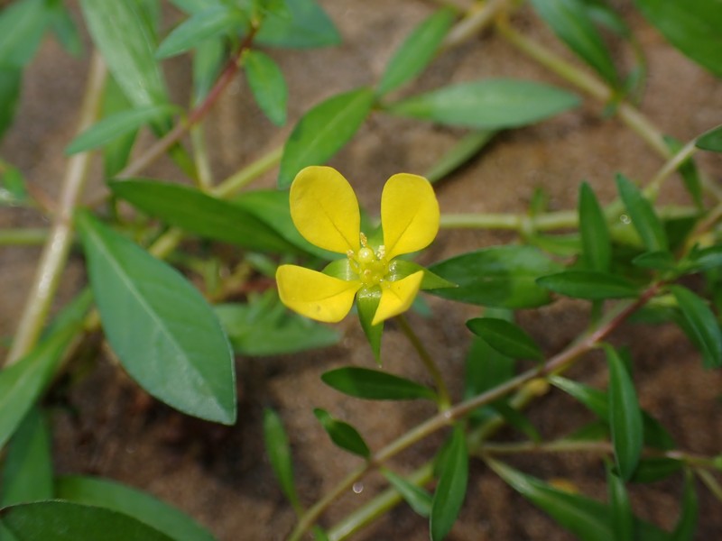 Piedmont Primrose-Willow photo 5